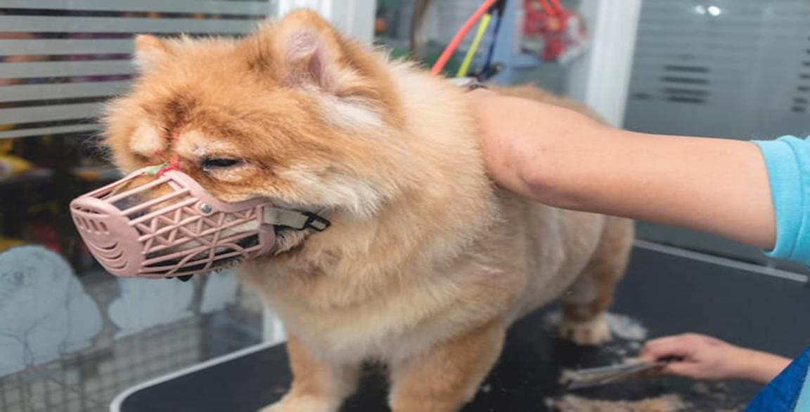 Thumbnail Image for Can Aggressive Dogs Go to the Groomer?