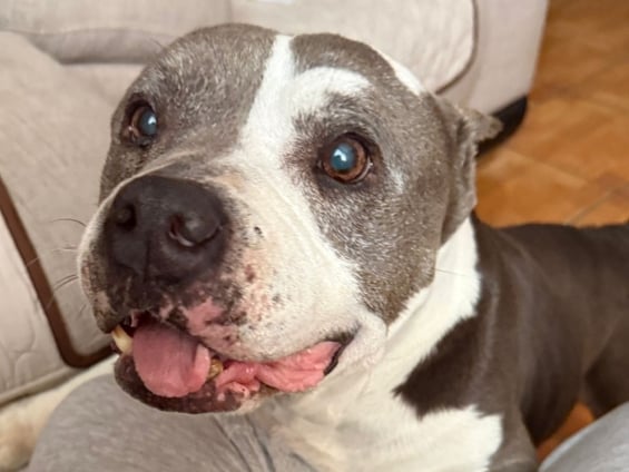 Bark & Mane Westchester_Celeste
