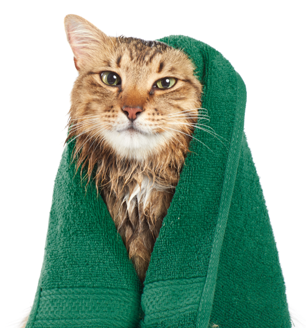 Cat Services pg_Hero