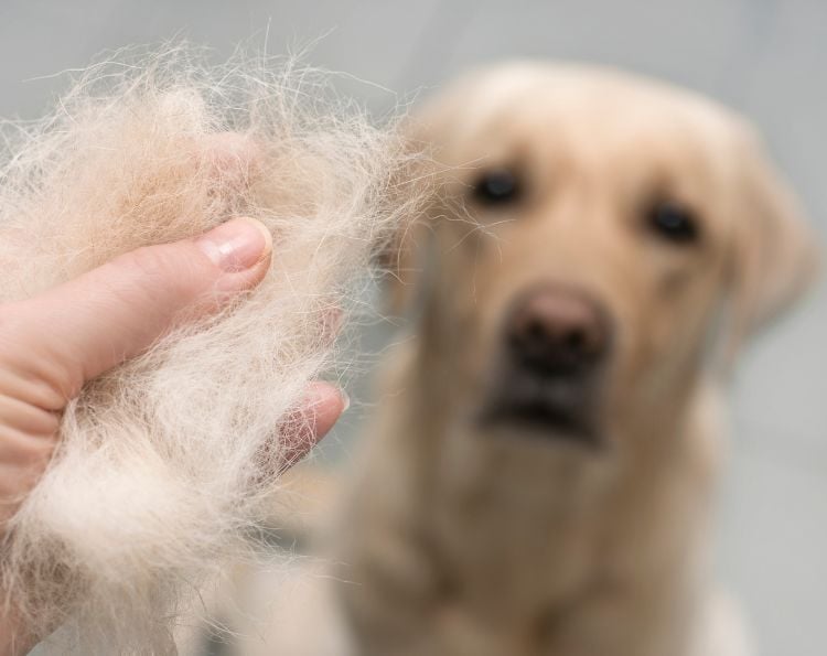 Thumbnail Image for How to Stop the Shed: Dog Shedding 101