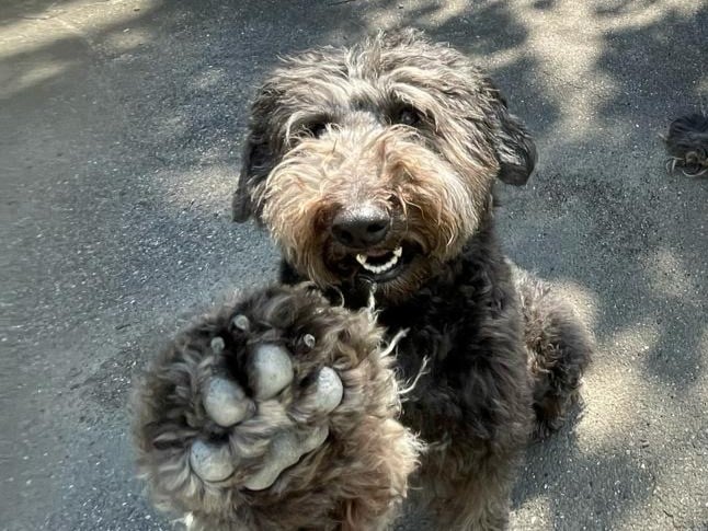 Bark & Mane Westchester_Annabelle