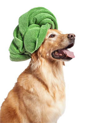 Dog portrait