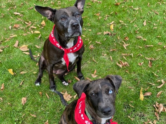 Bark & Mane Westchester_Rob-Paula