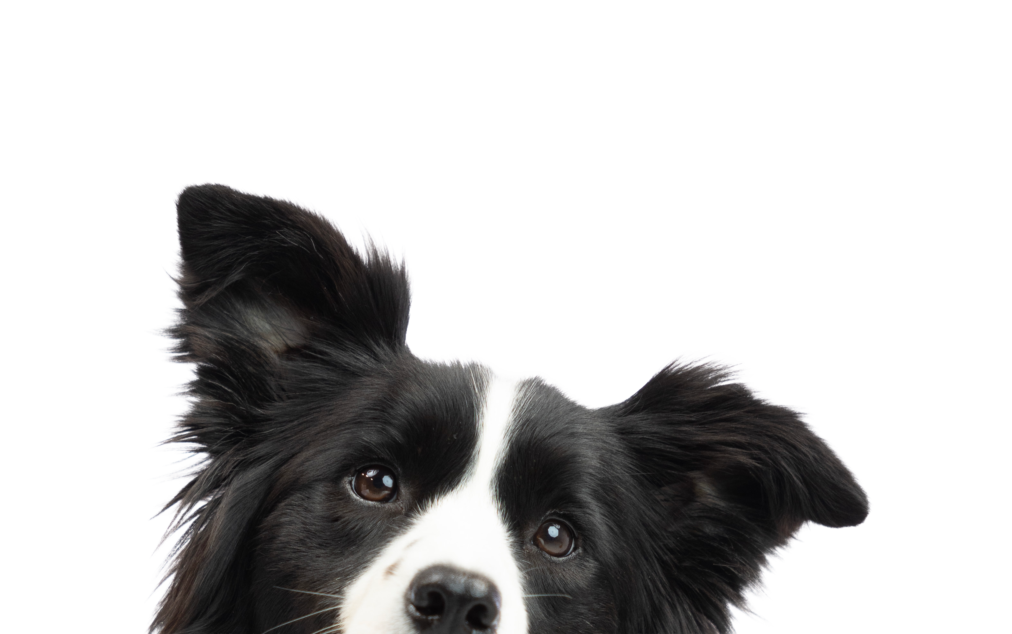 About-us-page--collie (1)