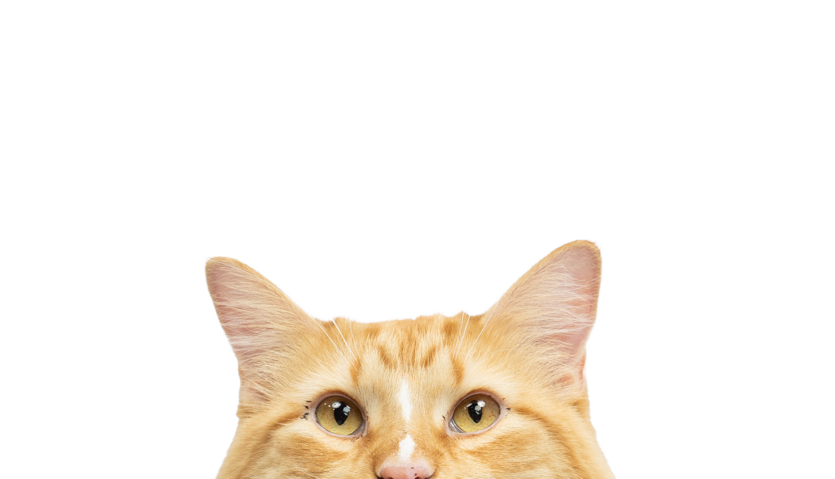 AboutUspg_peeking-cat (1)