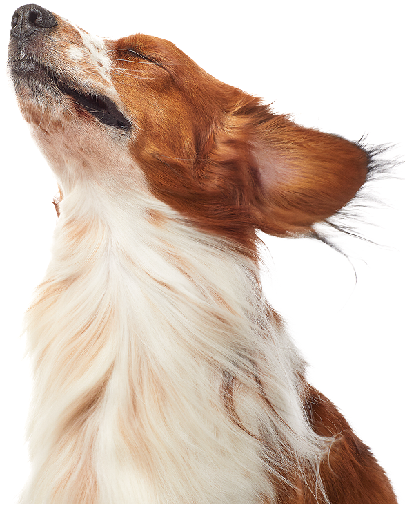 Bark_Mane_Osa_006 1 (3)