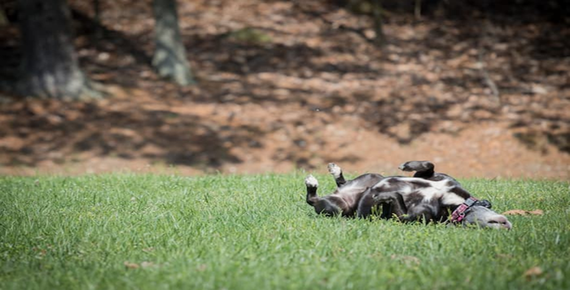 Thumbnail Image for Why Do Dogs Rub on Grass?