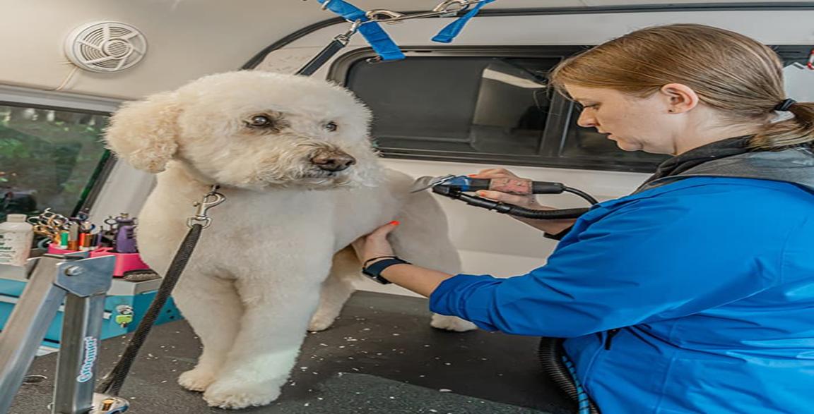 Thumbnail Image for Pet Grooming 101: How Often Should You Have Your Pets Groomed?