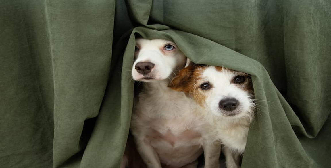 Thumbnail Image for Understanding Your Dog's Grooming Anxiety