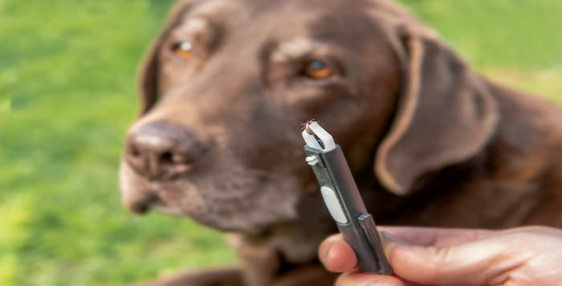 Thumbnail Image for What to Do if Your Dog Has a Tick