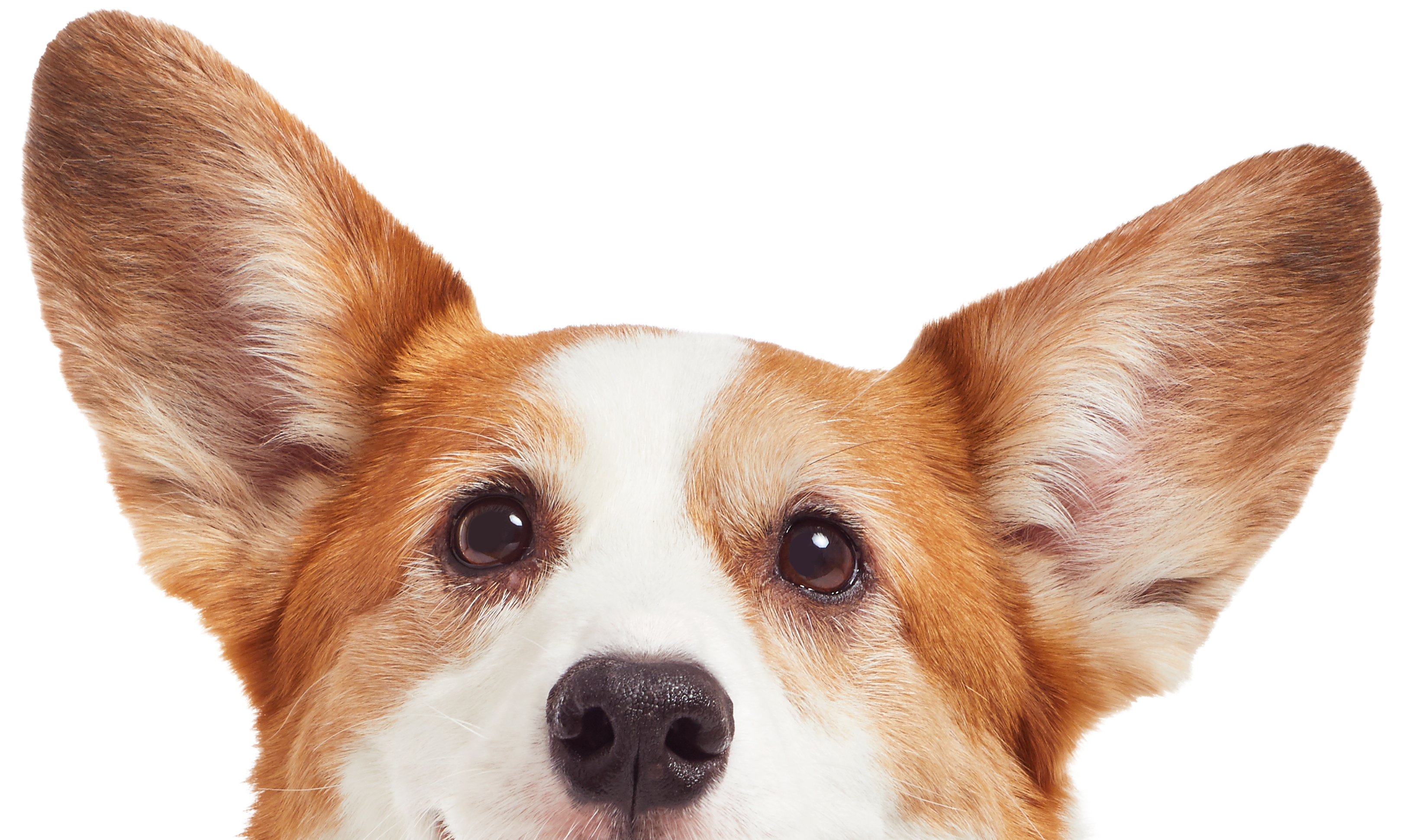 corgi-red