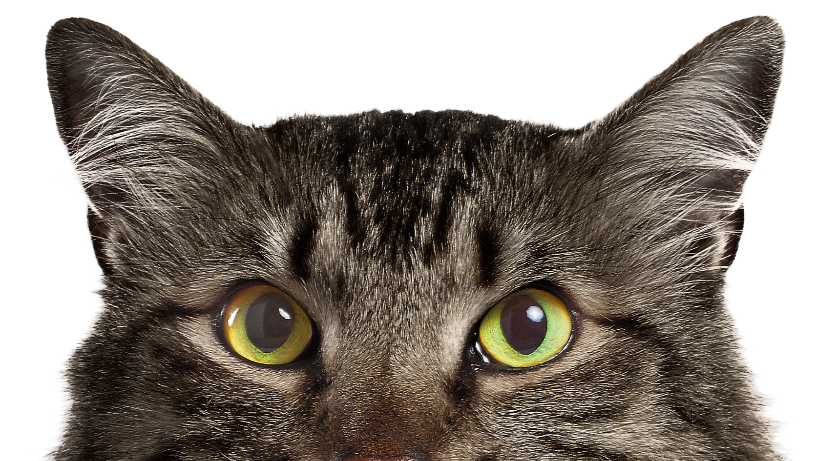 gray-cat
