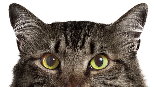 Grey tabby cat