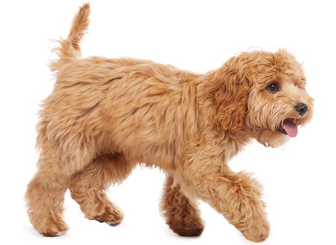 Blog_Pg_Hero--dog-walking