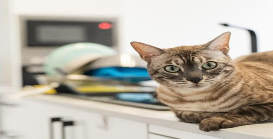 Thumbnail Image for How To Keep Your Cat From Climbing On The Counter and Tables