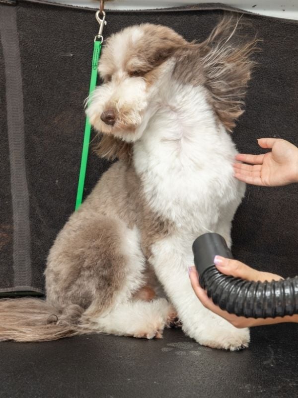 Ace The Golden Doodle getting blow dried