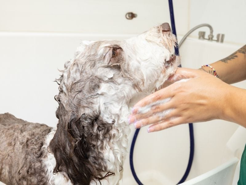 Ace The Golden Doodle getting shampoo