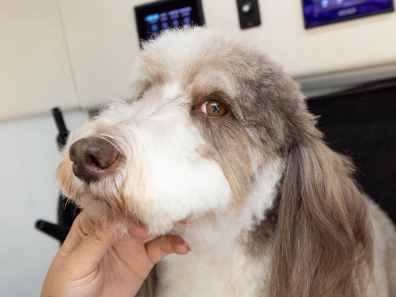 Ace The Golden Doodle