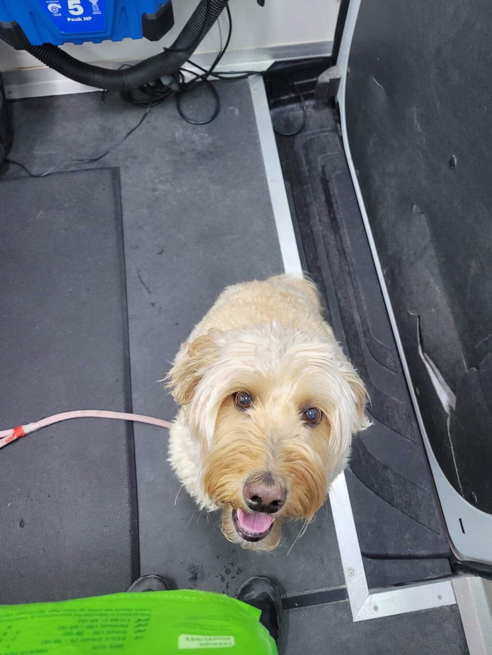 Cadeau_waiting for a treat after a groom