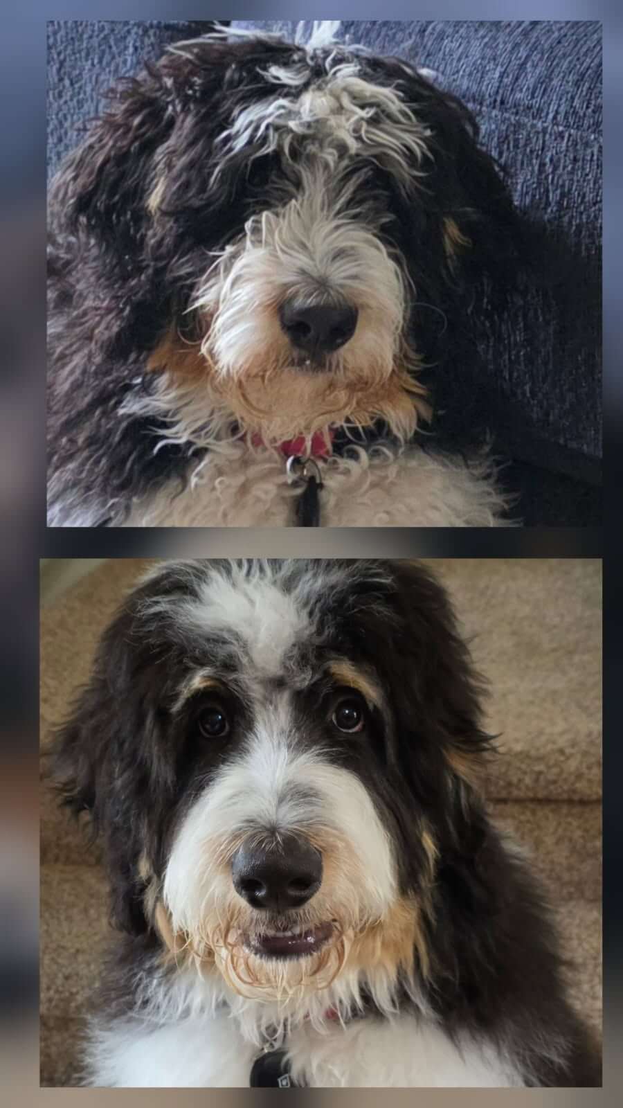 Charlie before and after_he can see