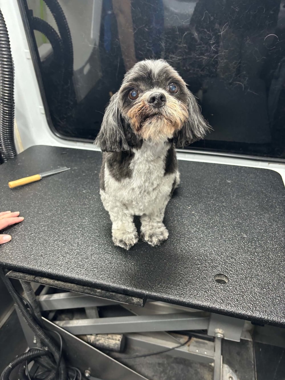 Chewy after