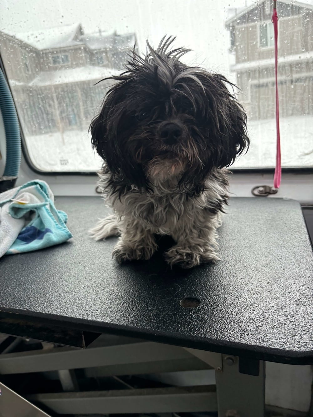 Chewy_before