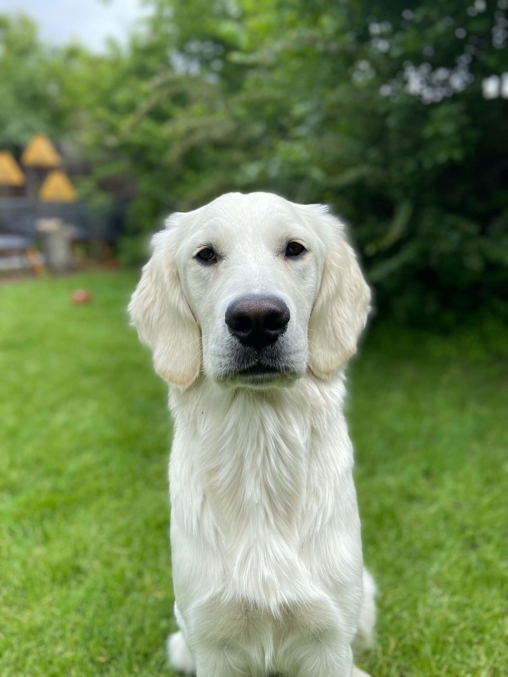 Frankie