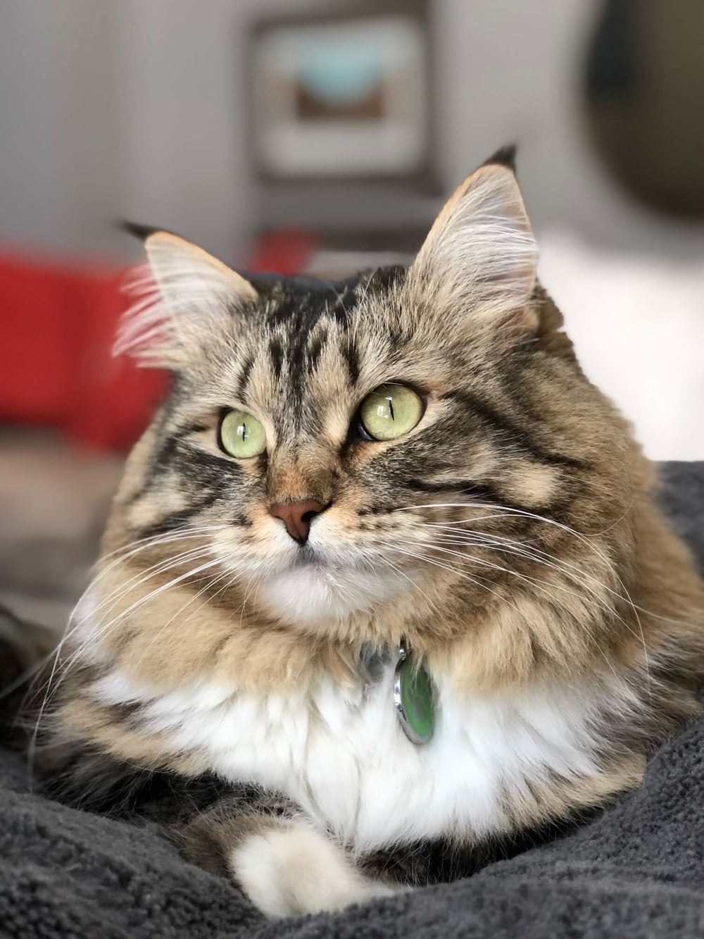 Hazel_