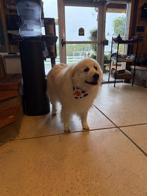 Jelly ready for Halloween
