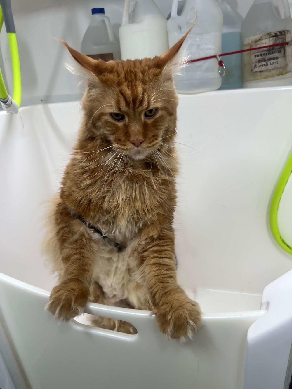 Mojo_Main Coon_Castle Pines