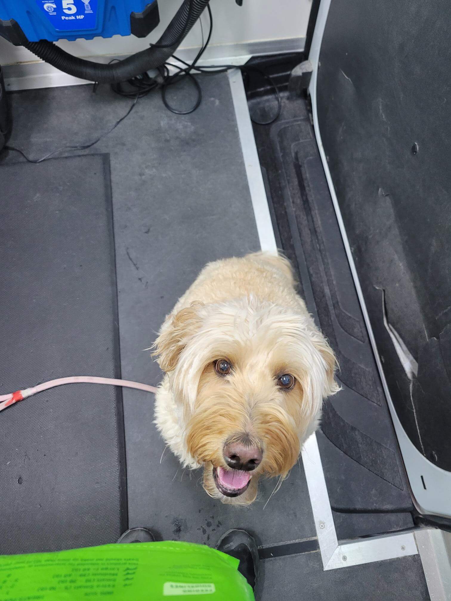 Cadeau_waiting for a treat after a groom