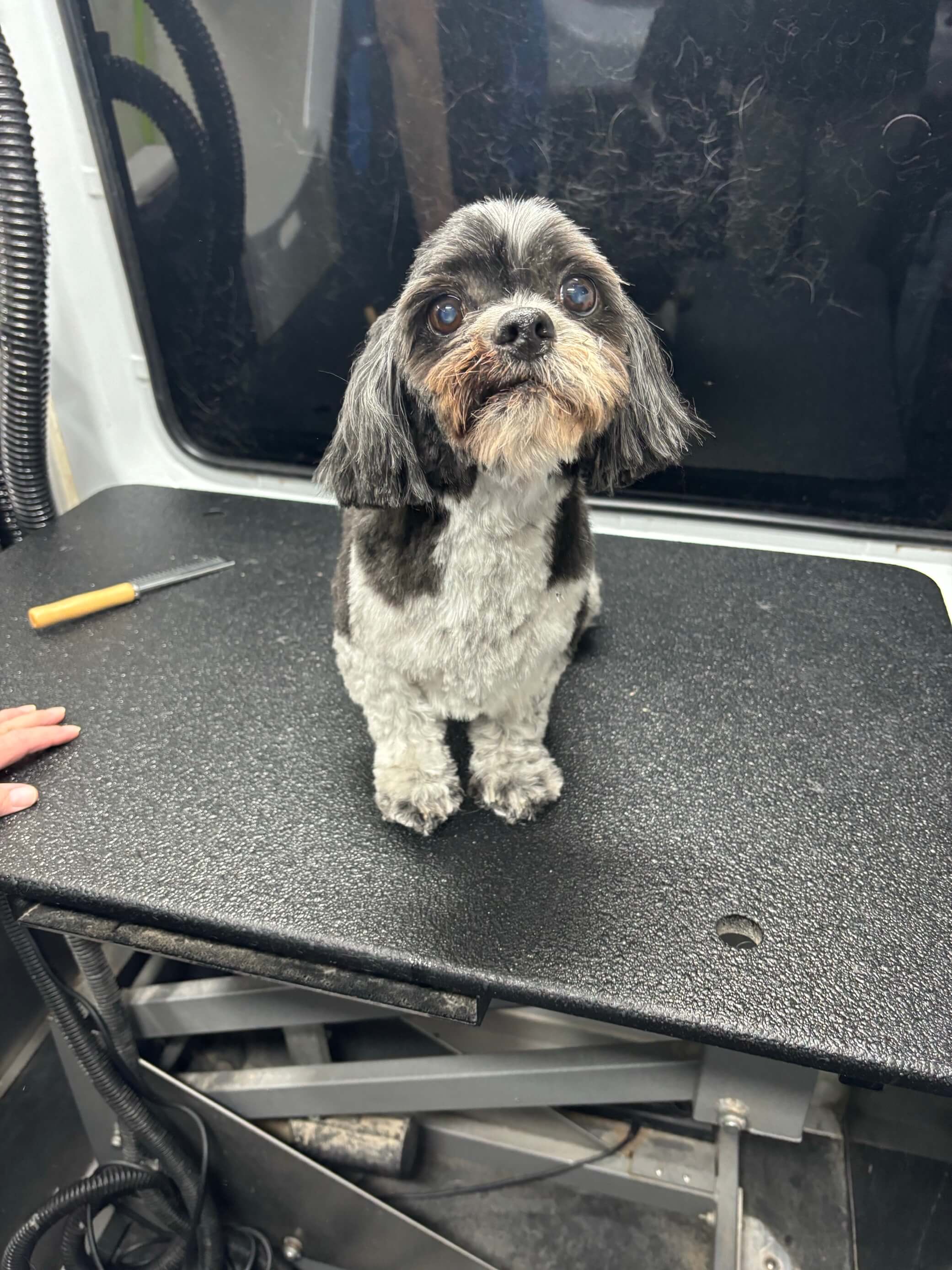 Chewy after