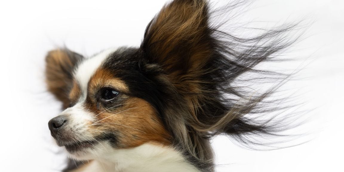 PapillonWindblown