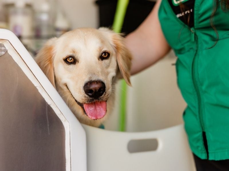 Bark&Mane_Grooming