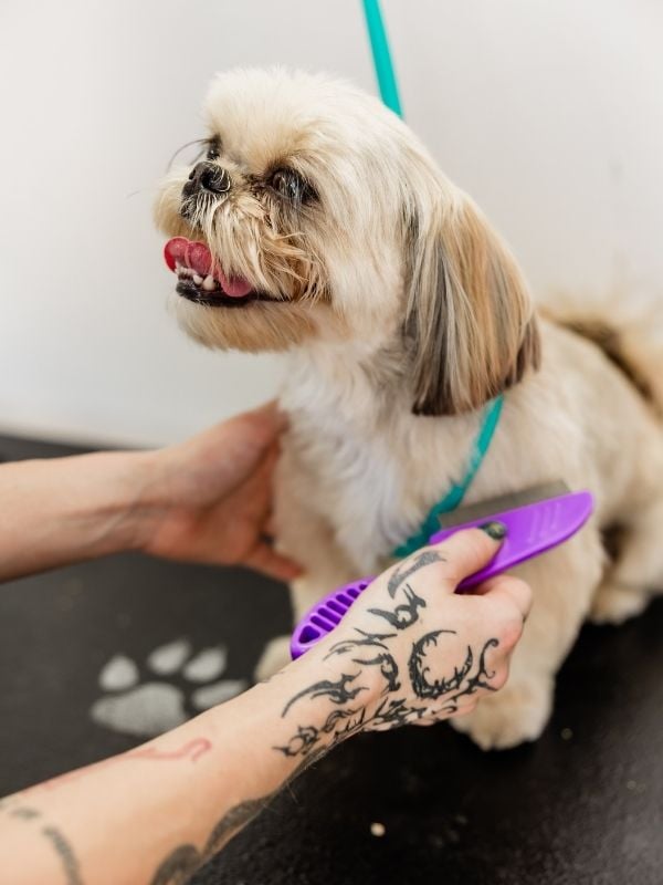 Bark&Mane_Grooming(2)