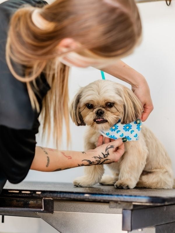 Bark&Mane_Lifestyle(5)