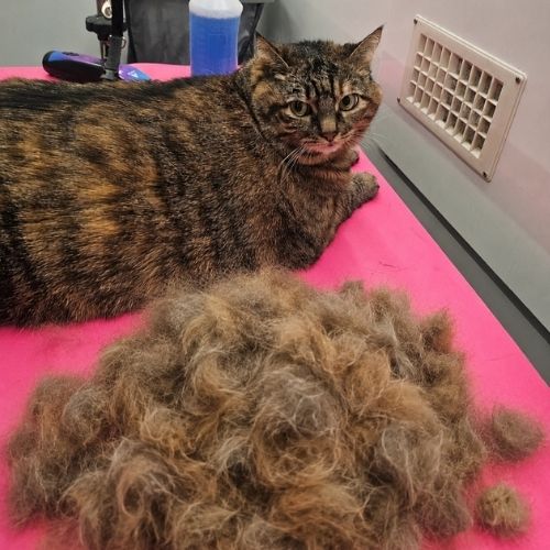 cat deshed 1