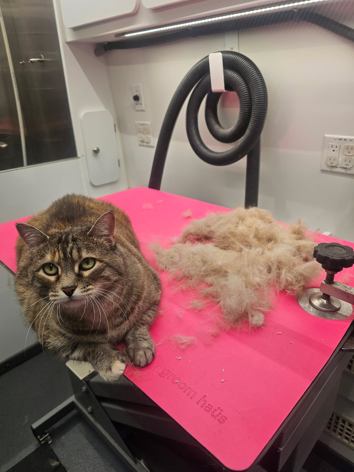 Cat Deshed 2