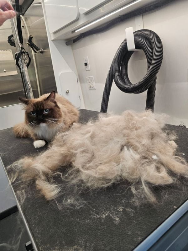 cat deshed 3