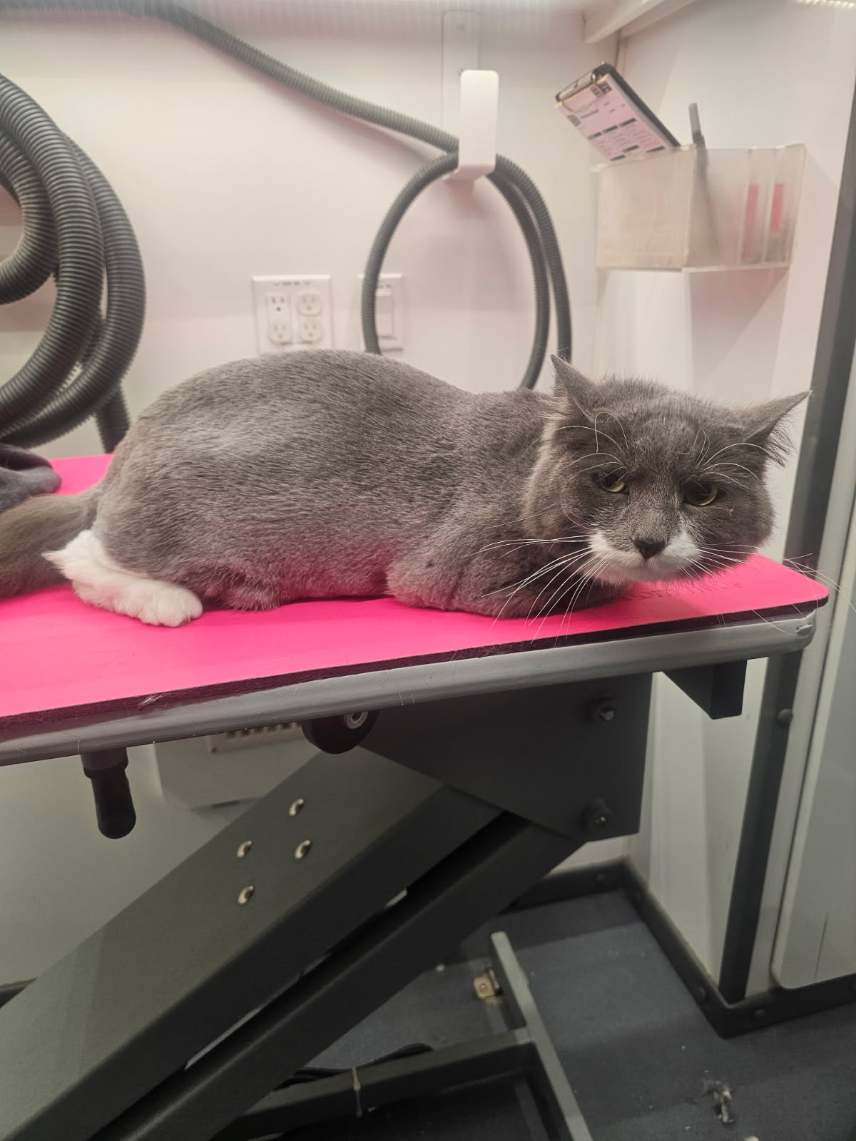 Cat shavedown 1