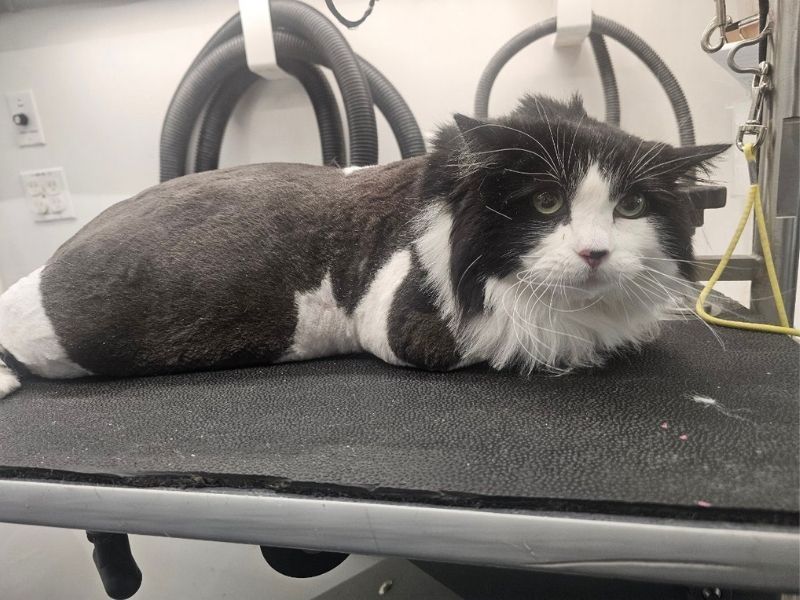 cat shavedown 2