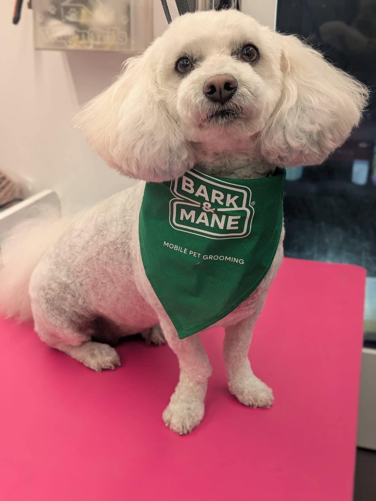 Dog w brand bandana 1