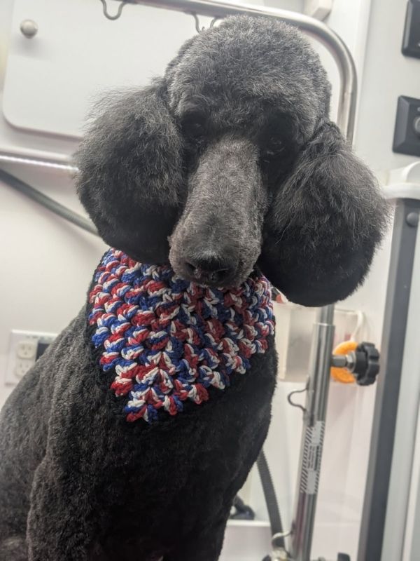 fabulous poodle