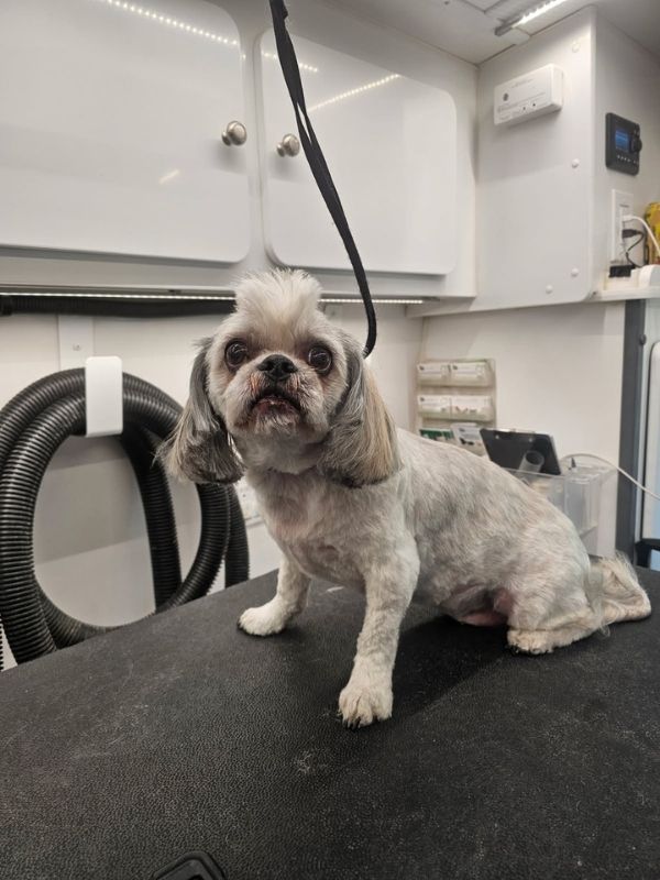 mohawk dog