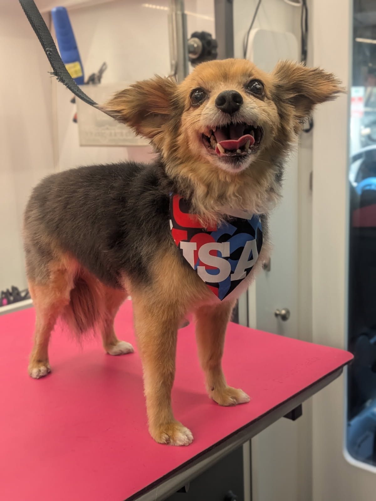Patriotic dog 2