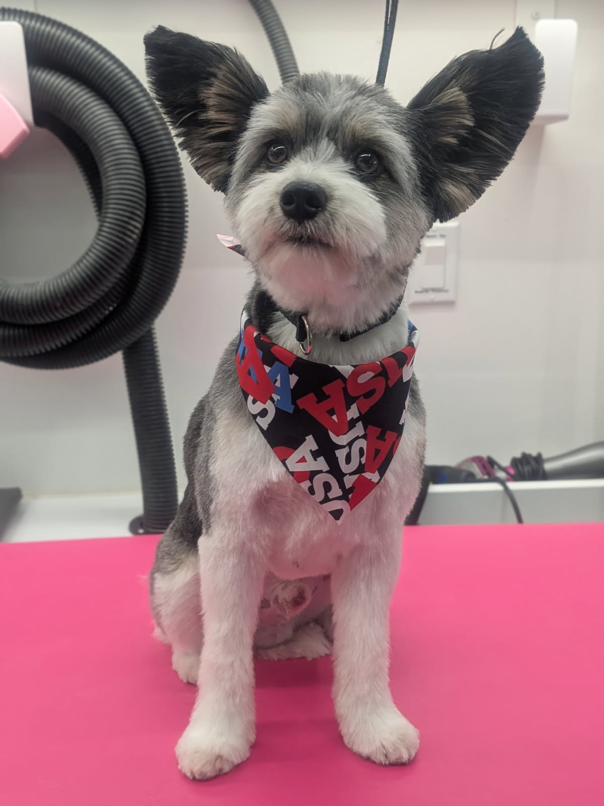 Patriotic Pup
