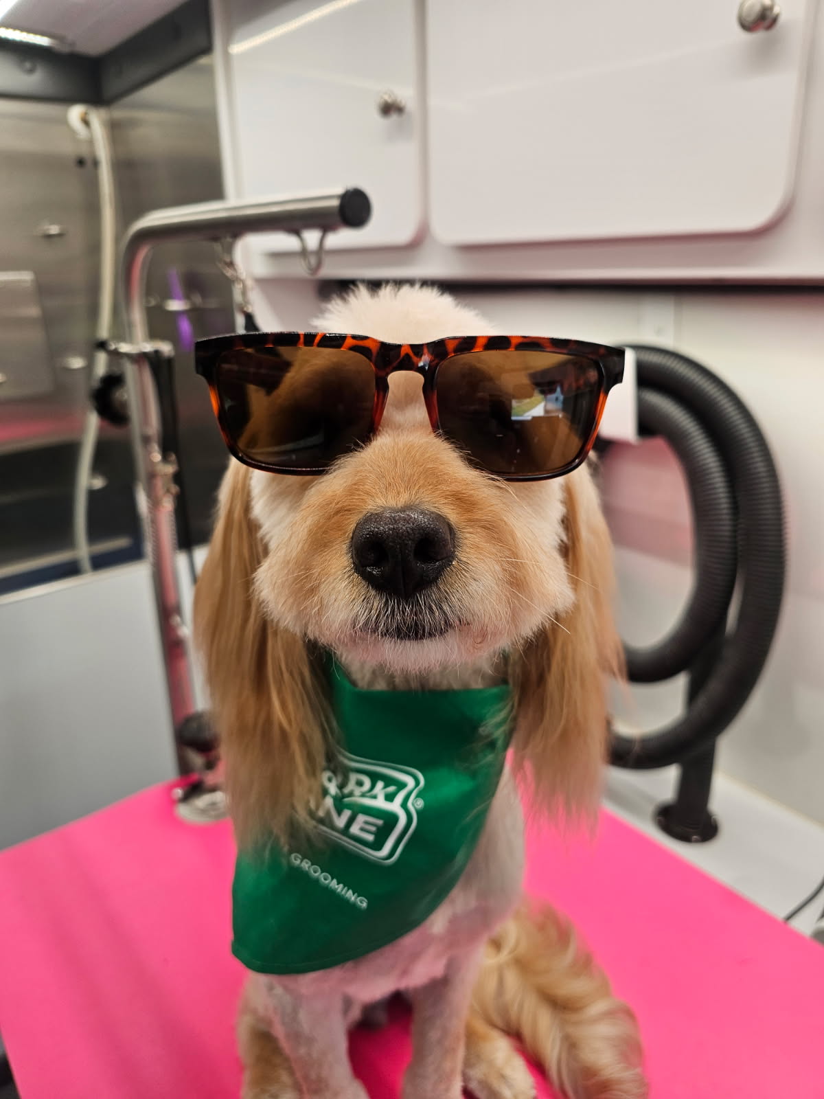 Ready for the Ladies