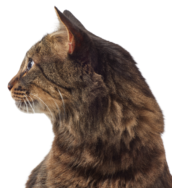 Cat-Service-pg_Cat-second-image