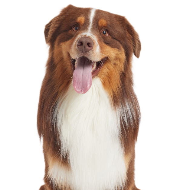 Dog Services pg_Hero7