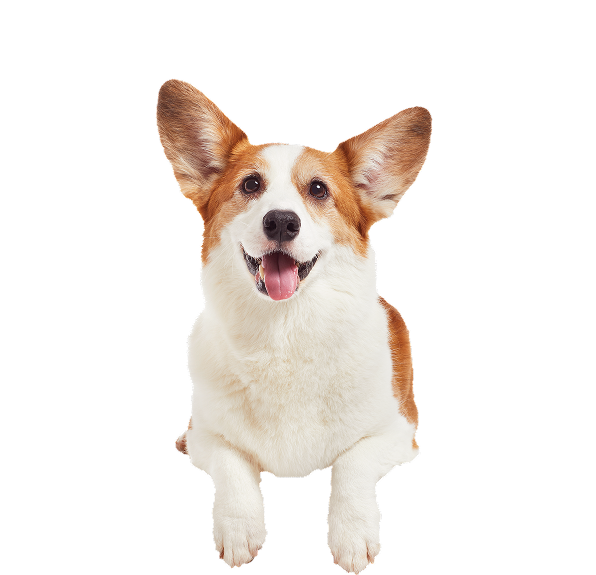 dog2 1